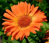 200 of 365 Orange Geberra Daisy