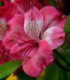 201 of 365 Cherry Peruvian Lily
