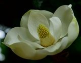 204 of 365 White Magnolia Bloom