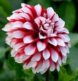 Stripped Zinnia