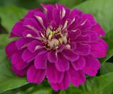 219 of 365 Exotic Purple Zinnia.jpg