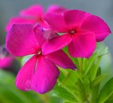 230 of 365 Pink Petunias