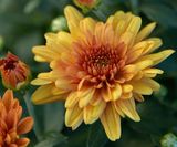 Fall Dahlia