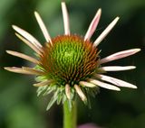 Cone Flower