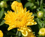 Bright Summer Mums
