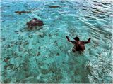 Swimming with the Sharks/Stingrays