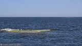 Eiders on a skerry
