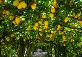 Ponte de Lima</br>Alle de Citronniers</br>au festival international des jardins