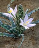  Desert lily, Anza Borrego State Park, CA