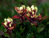 Sulphur paintbrush, Porphyry Basin, CO