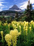 Bear grass, Logan Pass, Glacier National Park, MT