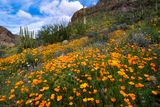 Mexican gold poppies, chia, lupine and chickory, Organ Pipe Cactus National Monument, AZ