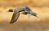 Northern Pintail, Whitewater Draw near Elfrida, AZ