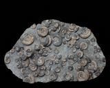 Ammonite assemblage,  Lower Jurassic, North Yorkshire, U.K.
