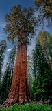 General Sherman Tree, Sequoia National Park, CA