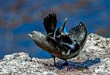 Brandts Cormorant on Bird Rock, Point Lobos State Reserve, CA