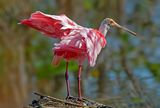 Roseate Spoonbill, Wakodahatchee Wetlands, FL