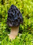 Black Morel Mushroom, Ridges Sanctuary, Baileys Harbor, Door County, WI