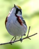 Chestnut-sided Warbler, Magee Marsh, Ohio