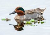 Green-winged Teal, Bubbling Ponds, Page Springs, AZ