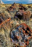 Petrified Wood, Jasper Forest, Petrified Forest National Park, AZ.jpg
