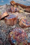 Petrified log pieces, Rainbow Forest, Petrified Forest National Park, AZ