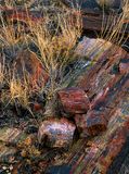 Petrified log with chunks of petrified wood, Petrified Forest National Park, AZ
