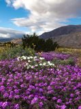 Sand  Verbena, Desert Gold Sunflowers, and Evening Primrose, Anza Borrego Desert Stte Park, CA