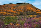 Peridot Mesa covered with Mexican Gold Poppies, Owls Clover, and Fiddlenecks, San Carlos Apache Reservation, AZ