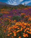 Mexican Gold Poppies and Owls Clover, Peridot Mesa, San Carlos Apache Reservation, AZ
