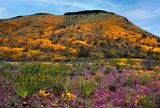 Peridot Mesa covered with Mexican Gold Poppies, Owls Clover, and Fiddlenecks,  San Carlos Apache Reservation, AZ