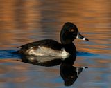 Ring-necked Duck, Bubbling Ponds, Sedona, AZ
