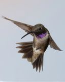 Black-chinned Hummingbird, Oak Creek Village, Sedona, AZ