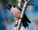 Lewis woodpecker, Sedona, AZ