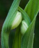 Showy Ladies-slippers buds, Ridges Sanctuary, Door County, WI