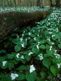 Trillium and Ryerson Woods, IL