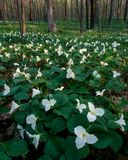 Large Flowered Trillium in Ryerson Forest Preserve, Ill