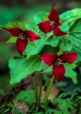 Red Trillium, Mississippi Palisades State Park, IL