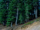 Trunks of pines bent downhill by soil creep, Crater Lake National Park, OR