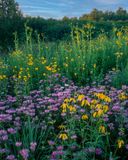 Bergamot, Compass Plant, and Yellow Coneflower, CLC Prairie, IL