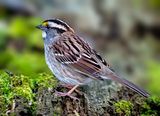 White-throated Sparrow.