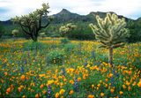  Mexican gold poppies & lupines, Organ Pipe Cactus National Monument, AZ