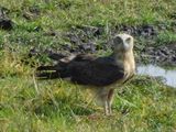 DSCN0971.JPG
