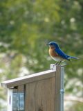 eastern blue 558