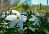wood anemones 104