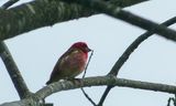 purple finch 125