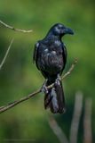 Large-billed Crow 07485