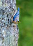  Sulphur-billed Nuthatch