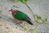 Grey-capped Emerald Dove 07916