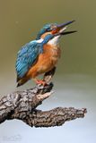 DSC_3232.jpg